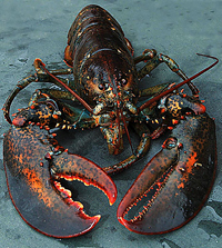 Lobster Boy